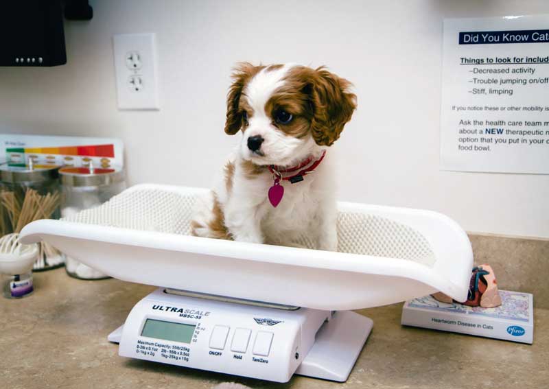 Carousel Slide 2: Canine veterinary care